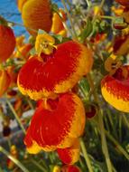 Flowers Yellow Red