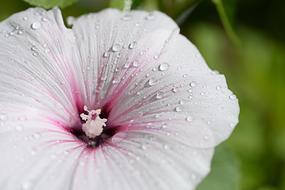 Hibiscus Flower White pink