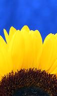Closeup photo of Sunflower Blossom Bloom