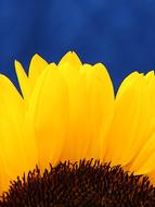 Sunflower Close up and blue sky