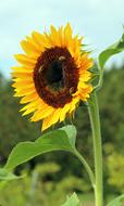 Sunflower Blossom Bloom in field