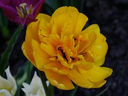 Flower Yellow garden