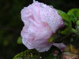 Flower Petal Rosa and water drops