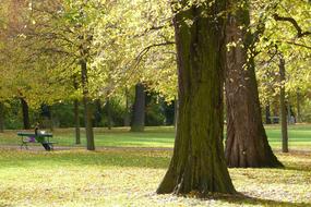 Autumn Park Trees