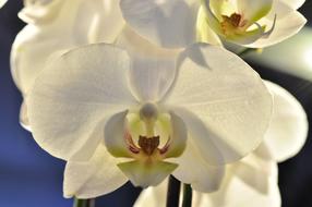 Orchid White Flowers blue sky
