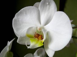 Flower white orchid on blurred background