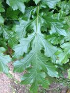 Acanthus Palatine Garden