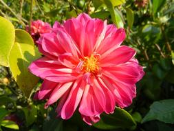 pink bright Dahlia Flower in garden