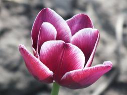 Tulip Purple