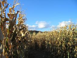 Corn Maze Fall