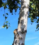 birch tree against a bright blue sky