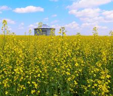 Canola Field Grain Bin
