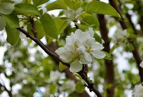 Blossom on Apple Tree