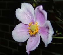 Close-up of the beautiful, white and purple flower with the yellow and green core