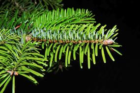 Tannenzweig Needles Green Fir tree