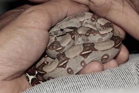 Boa Constrictor imperator in the hand