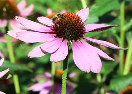 romantic Coneflower Purple