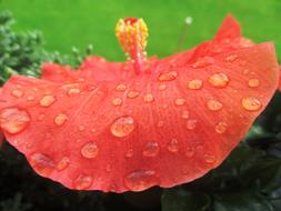 Close-up of the beautiful, red, orange and yellow hibiscus flower with water drops, near the green plants