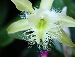 macro view of charming beautiful Orchid Flower