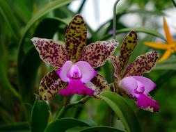 photo of tropical spotted orchid