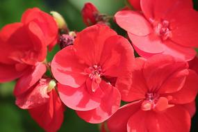 Close-up of the beautiful, blossoming, red geranium flowers on the plant