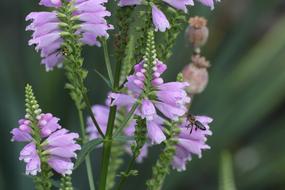 Bee and pink Blossom