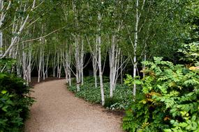 Birch Trees White