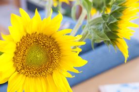 bright yellow sunflower flowers