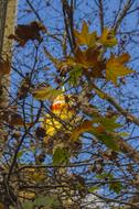 Tower Autumn Leaves