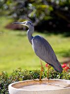 White-Faced Heron Wild