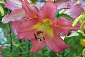 romantic Lily Flower Leaves