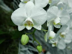 Orchids Flower water drops