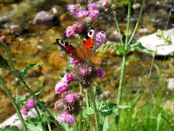 Butterfly River flowers