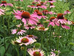 Purple Coneflower Flowers Sun