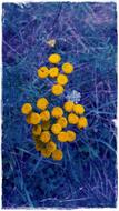 Beautiful, yellow flowers, among the plants in blue colors