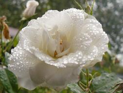 Flower Rose Rain drops