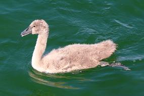 Lake Swan Young