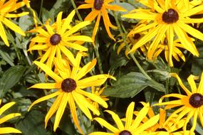 Summer yellow Flowers Coneflowers