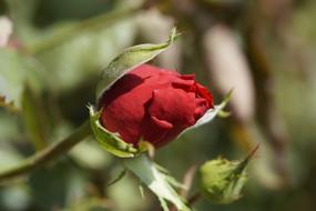 Red Rose Bud at green background
