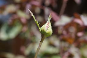 Bud of Red Rose