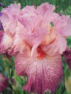 Flowers Iris German