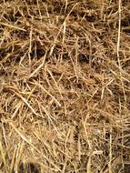 Straw Grass