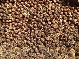 Grain Corn Dried