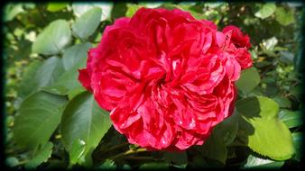 Rose Flower greeb leaves