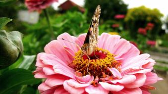 butterfly on summer pink flower close up on blurred background