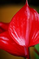 Flower Arum red