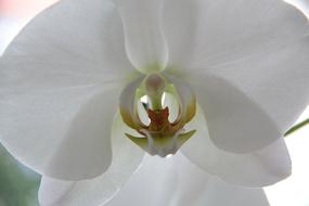 Close Up photo of white Orchid Flower