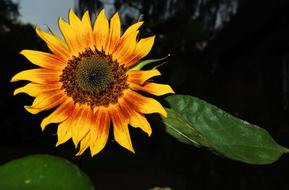 romantic Sunflower