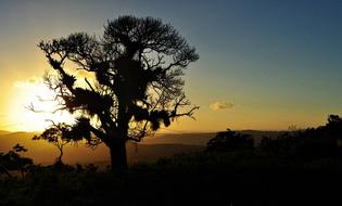 Tree Sol Sky sunset