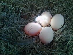 Eggs Nest